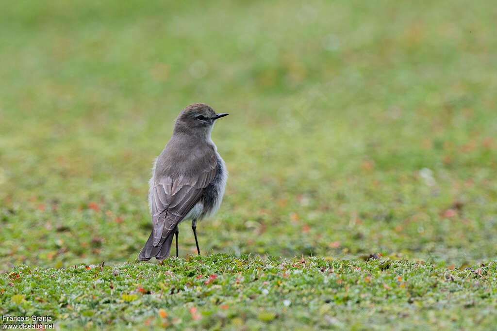 Paramo Ground Tyrant, habitat