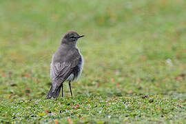 Paramo Ground Tyrant