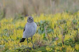 Paramo Ground Tyrant