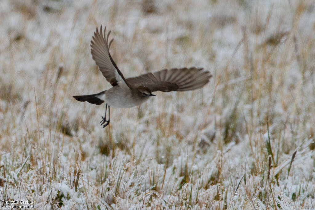 Paramo Ground Tyrant, Flight