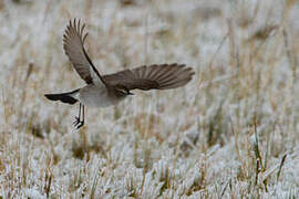 Paramo Ground Tyrant