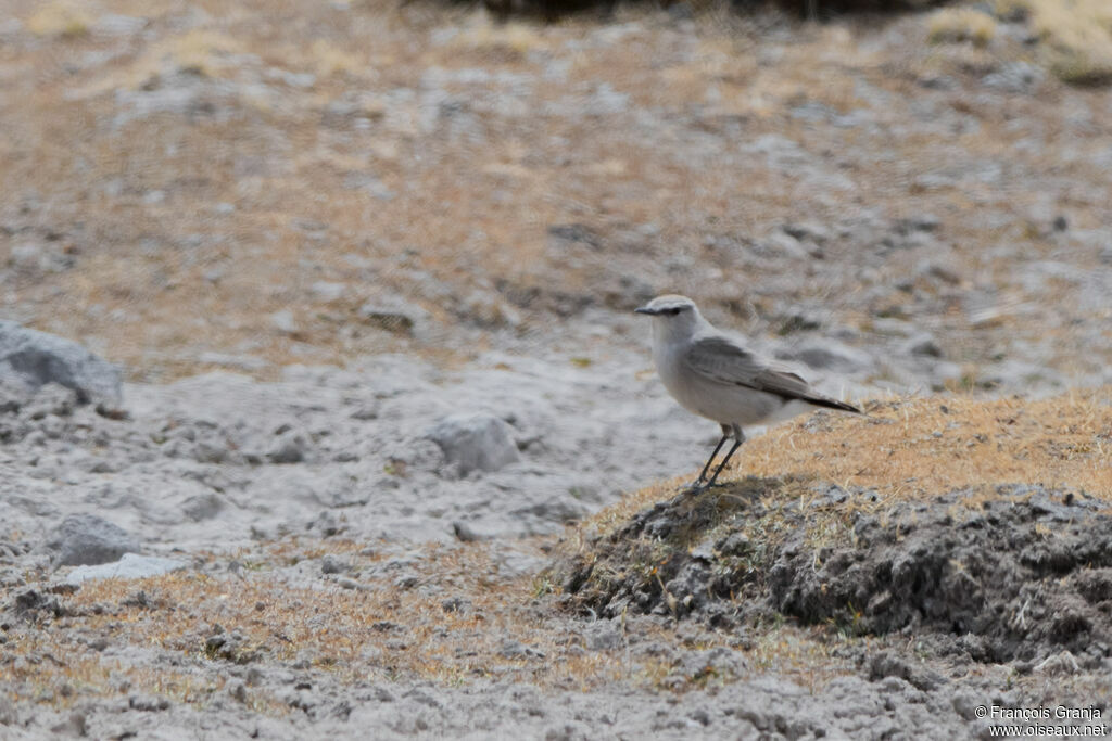 Cinereous Ground Tyrant