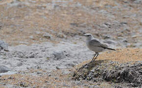 Cinereous Ground Tyrant