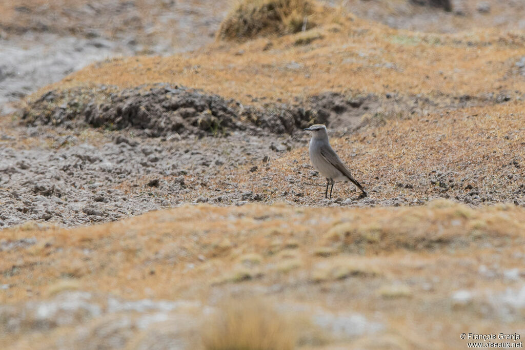 Cinereous Ground Tyrant