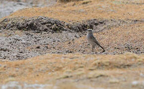 Cinereous Ground Tyrant