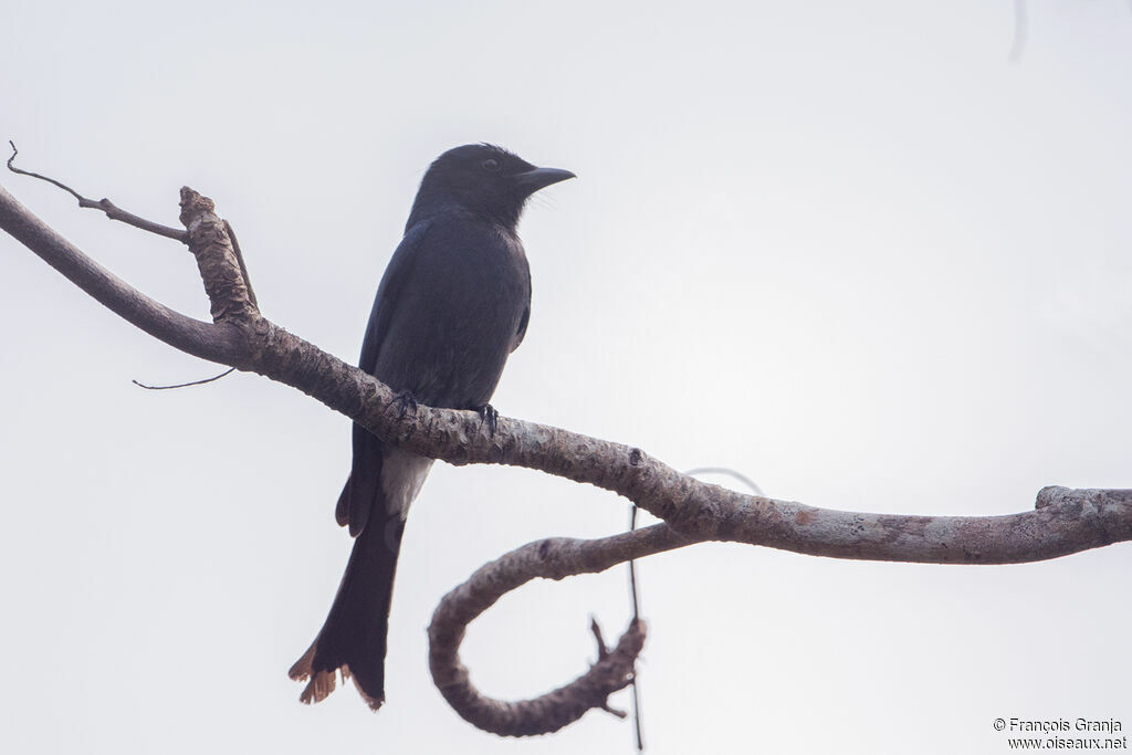 Drongo à ventre blanc