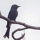 Drongo à ventre blanc