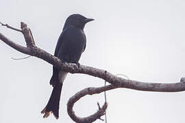 Drongo à ventre blanc