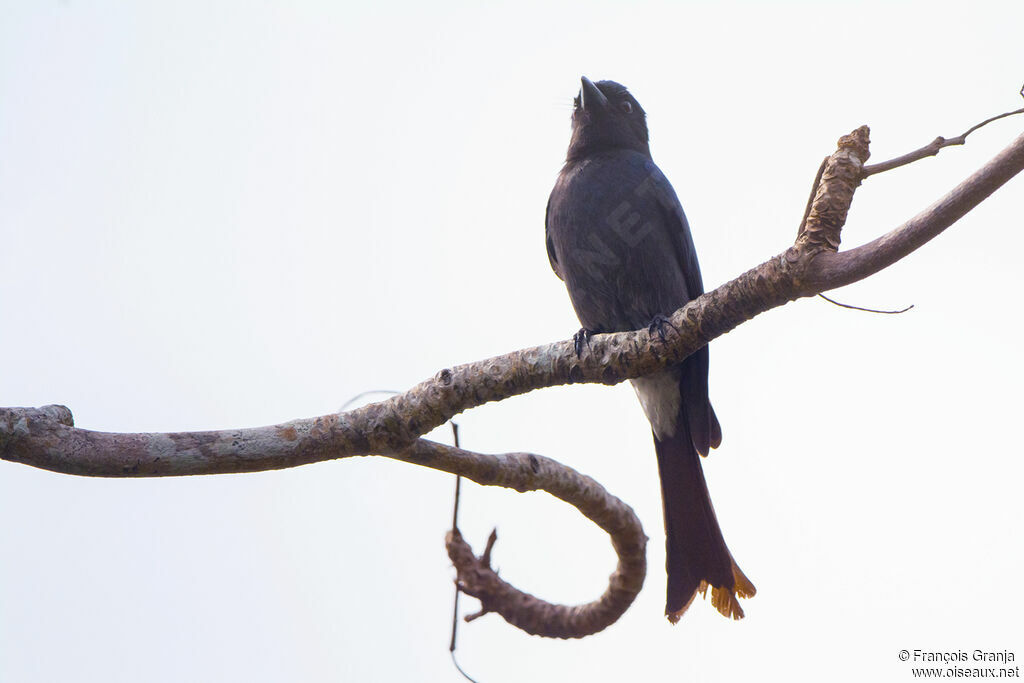 Drongo à ventre blanc