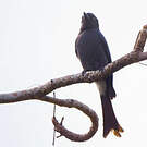 Drongo à ventre blanc