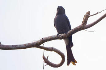 Drongo à ventre blanc