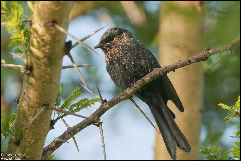 Drongo brillantjuvénile, identification