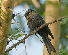 Fork-tailed Drongo