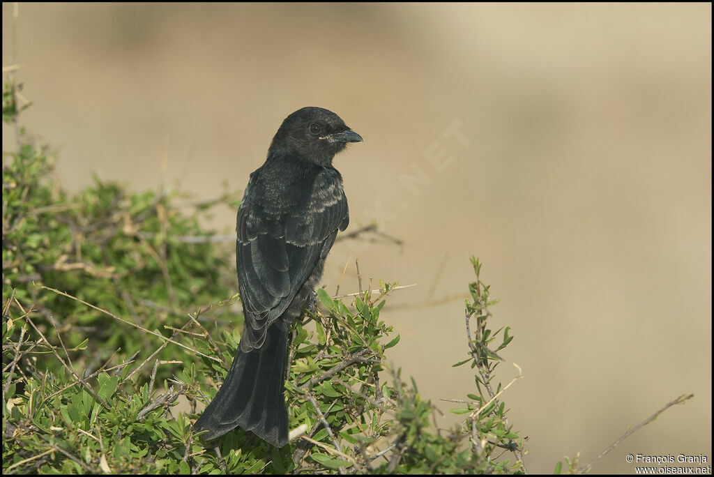 Fork-tailed Drongo