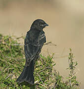 Fork-tailed Drongo