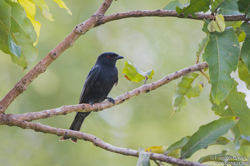 Drongo brillantadulte