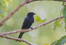 Fork-tailed Drongo