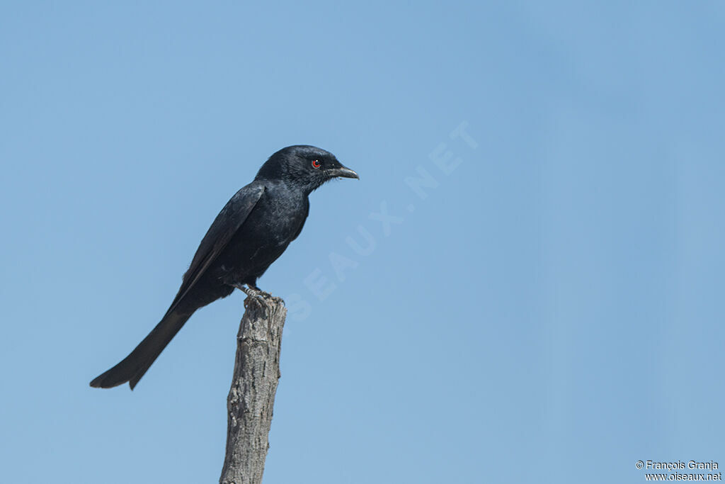 Fork-tailed Drongo