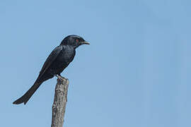 Fork-tailed Drongo