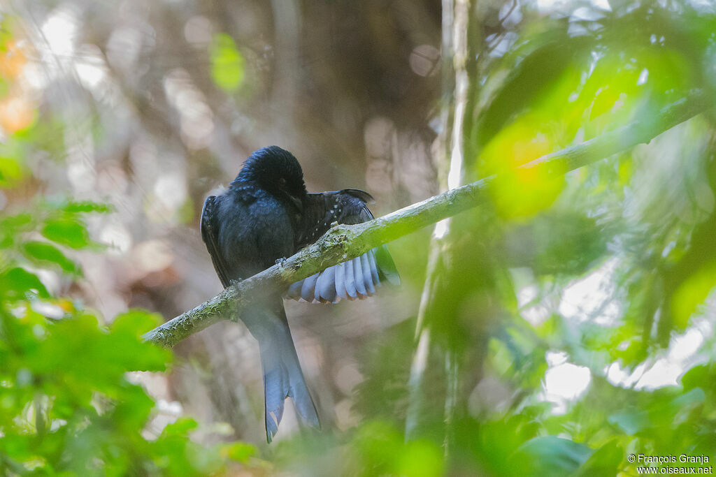 Drongo du Sri Lanka