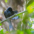 Drongo du Sri Lanka