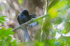 Drongo du Sri Lanka