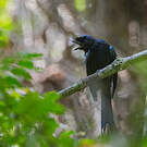 Drongo du Sri Lanka