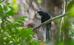 Drongo du Sri Lanka