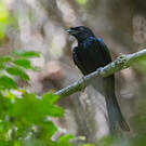 Drongo du Sri Lanka