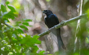 Drongo du Sri Lanka