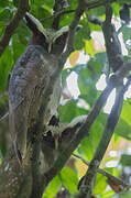 Crested Owl