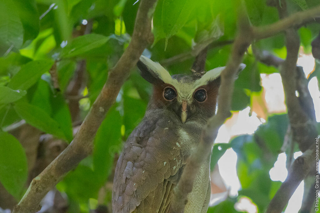 Crested Owl