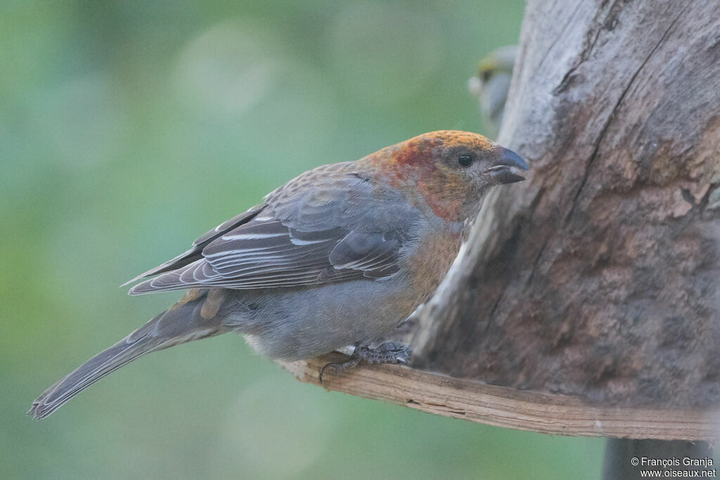 Pine Grosbeak female