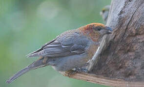 Pine Grosbeak