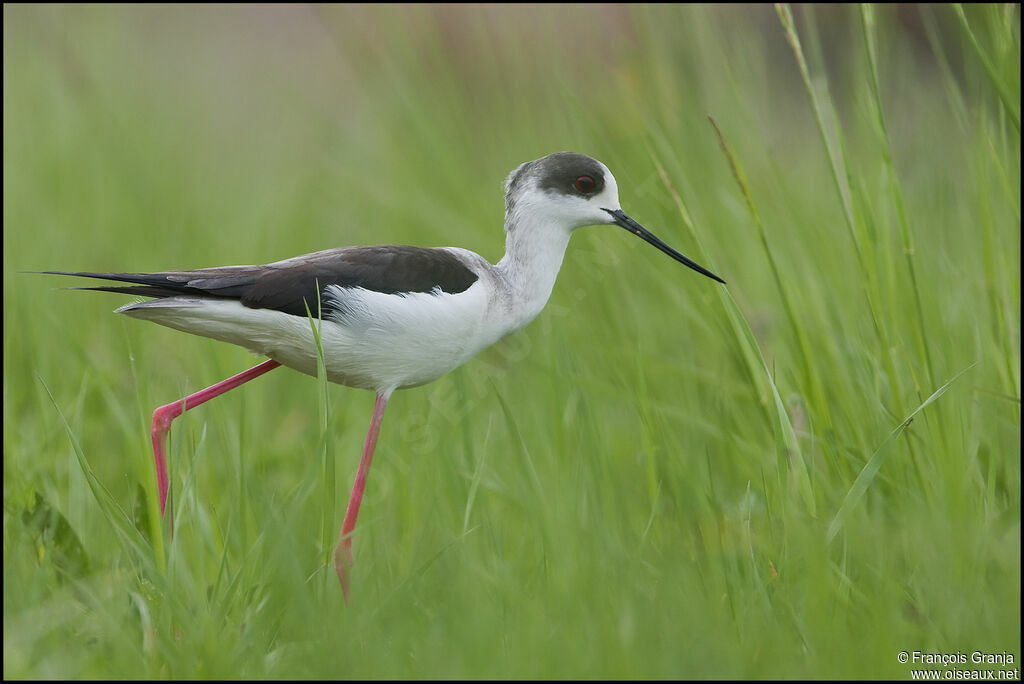 Black-winged Stiltadult