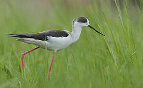 Black-winged Stilt