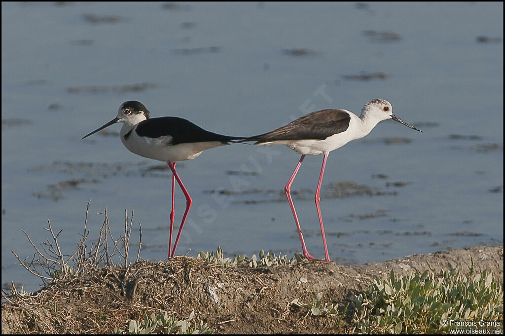 Black-winged Stilt adult