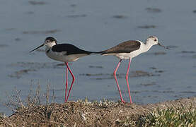 Black-winged Stilt