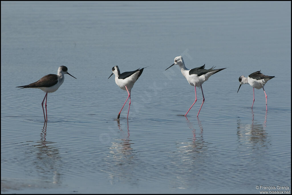 Black-winged Stiltadult