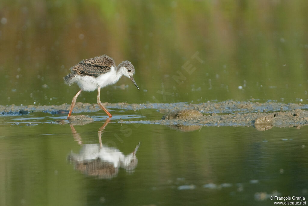 Black-winged Stiltjuvenile