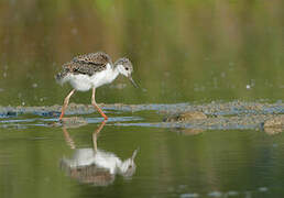 Black-winged Stilt