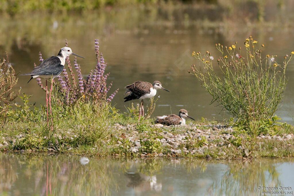 Black-winged Stiltjuvenile