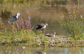 Black-winged Stilt