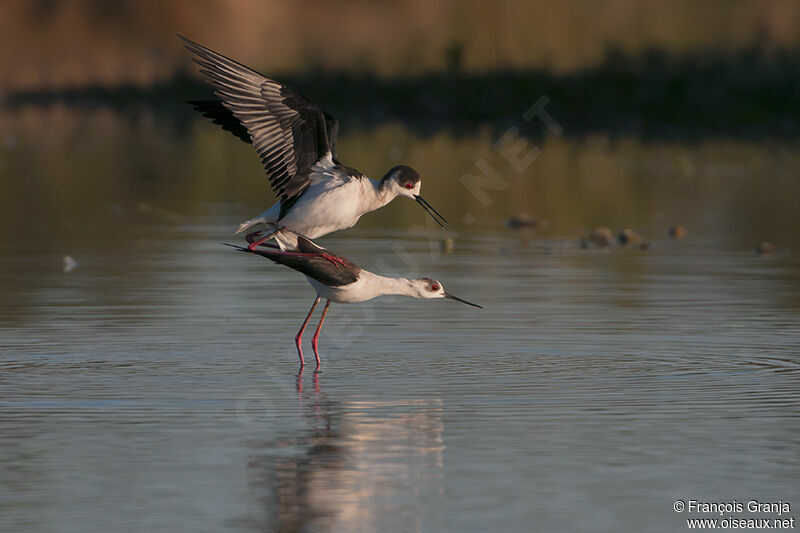 Black-winged Stilt adult