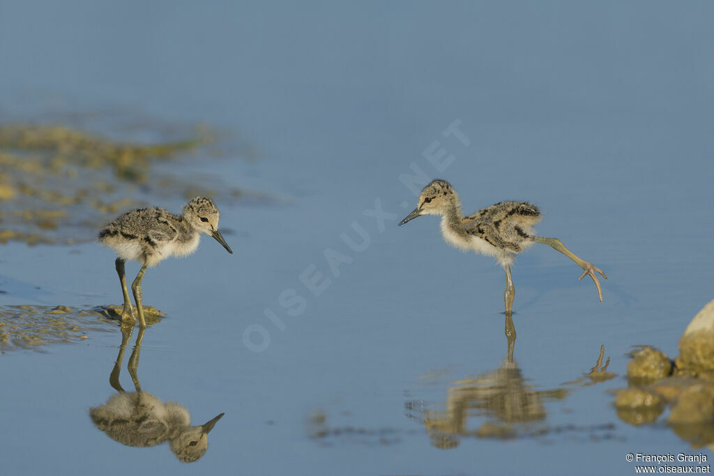 Black-winged StiltPoussin