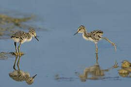 Black-winged Stilt