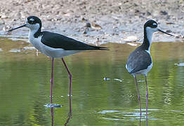 Black-necked Stilt