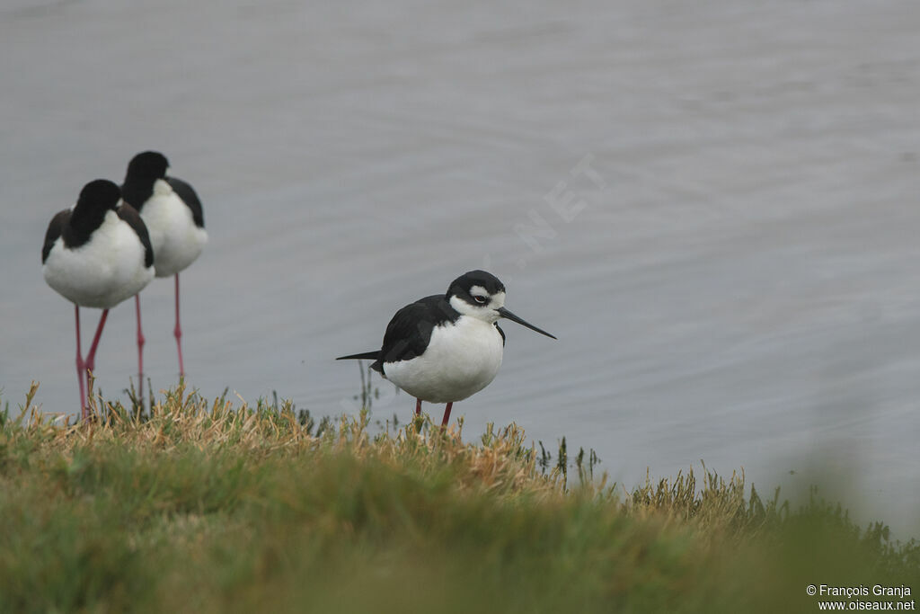 Black-necked Stilt