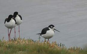 Black-necked Stilt