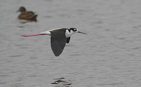 Black-necked Stilt